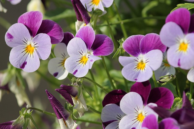 Doorstep Drama: 7 Pansy Color Recipes for Instant Curb Appeal in Window Boxes and Pots