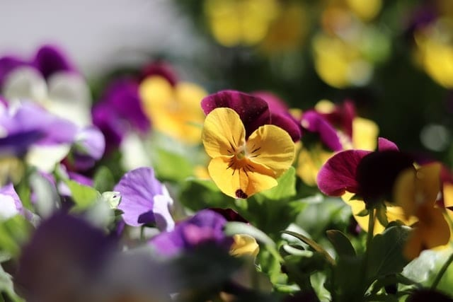 pansy flower face close up