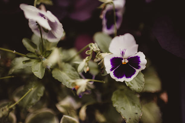 pansy deep purple black urn