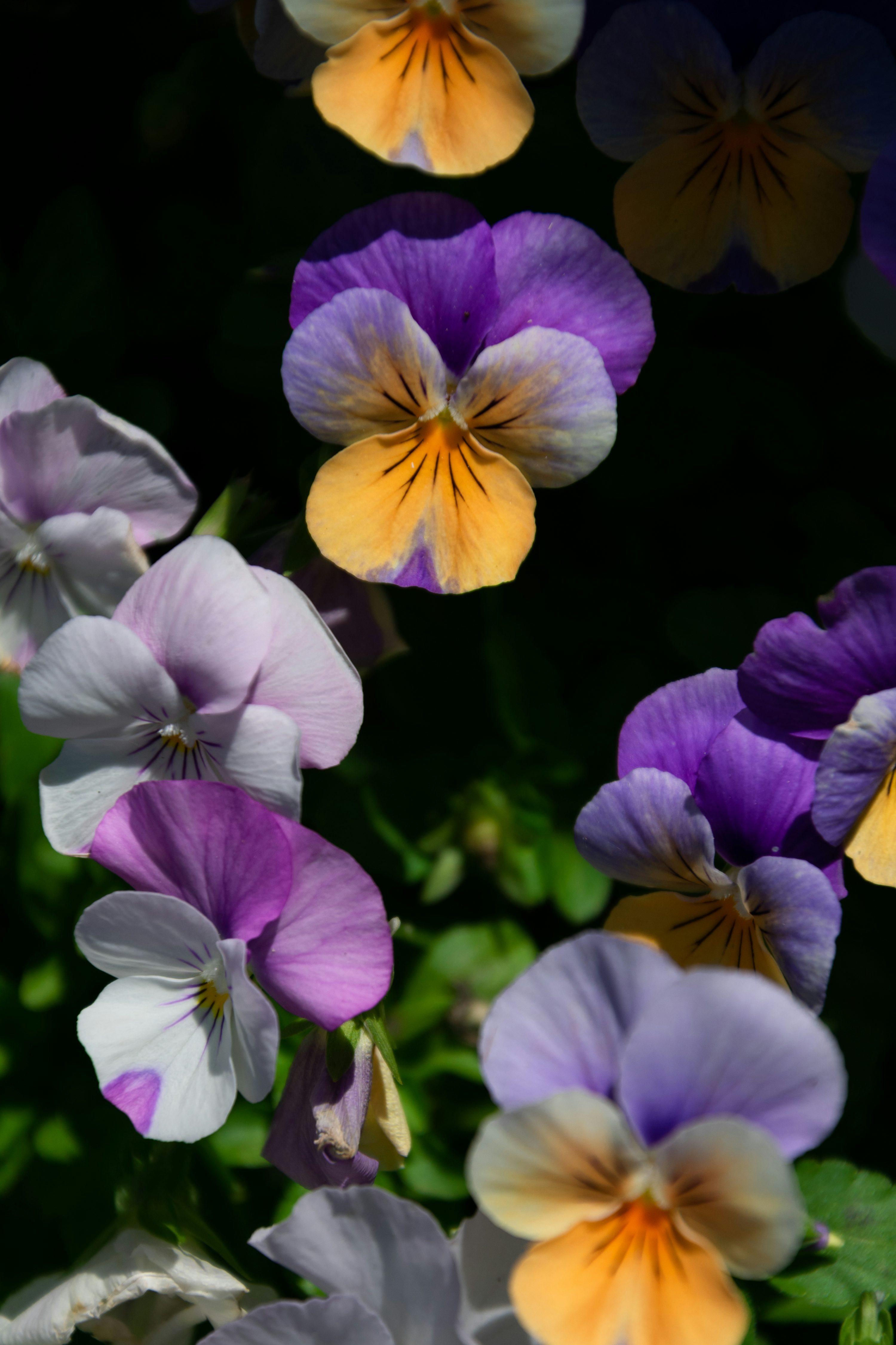 pansy yellow white window box