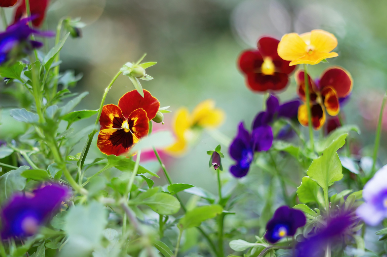 pansy tricolor porch steps planters