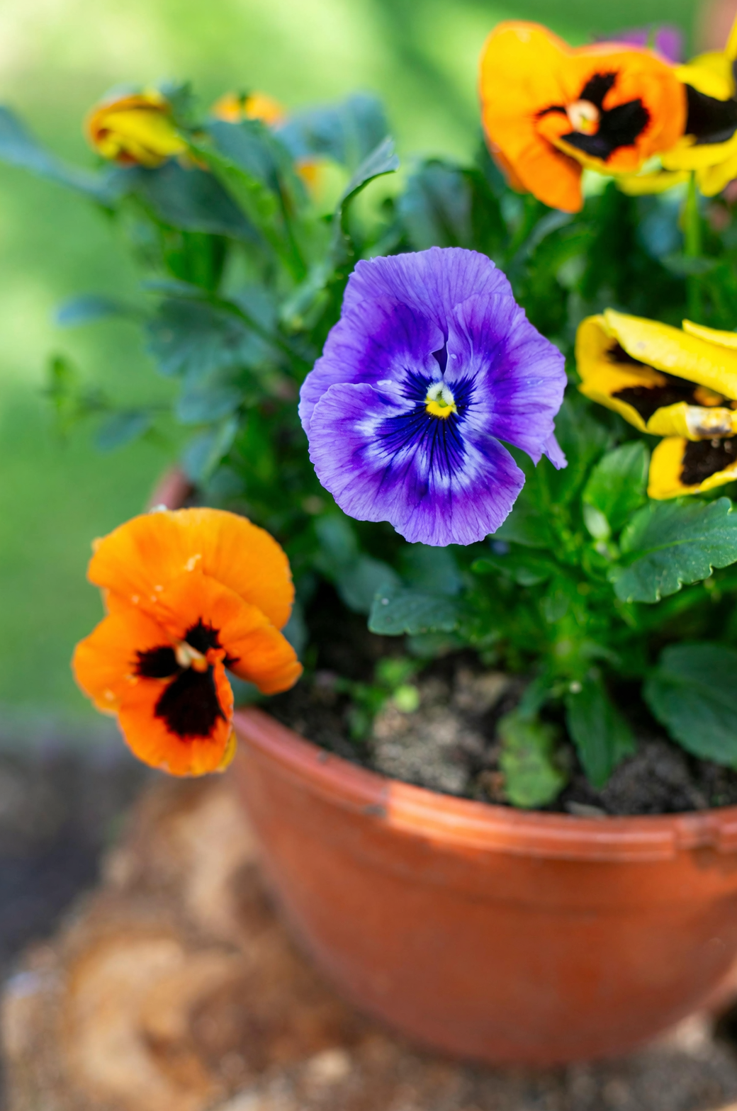 Meet the Pansy All-Stars: Trailing vs. Mounding, Giant Blooms vs. Mini—Which Series Fits Your Space?