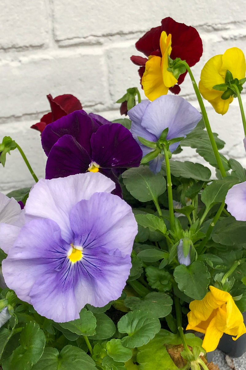 pansy compact mound bed edging