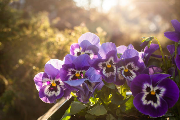 pansy large blooms close-up bed