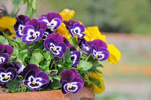 pansy ruffled petals close-up