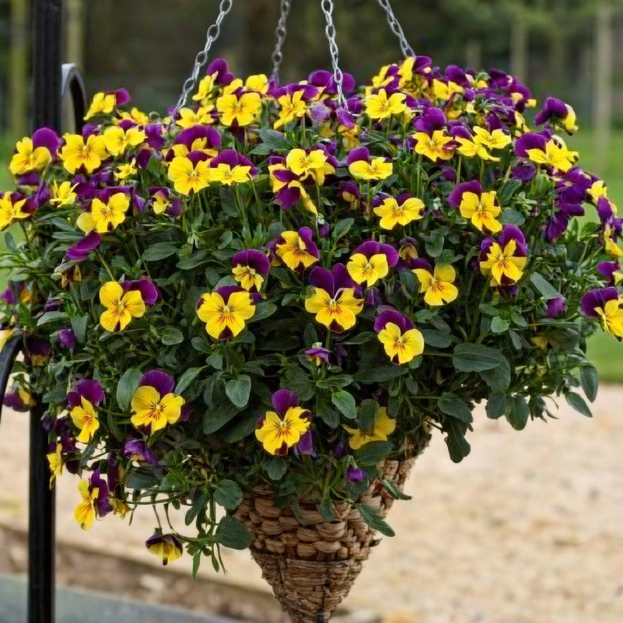 pansy hanging basket trailing