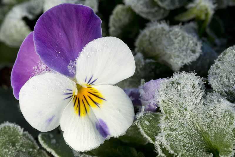 Frost-Kissed, Not Frostbitten: Overwintering Pansies Like a Pro (Beds and Containers)