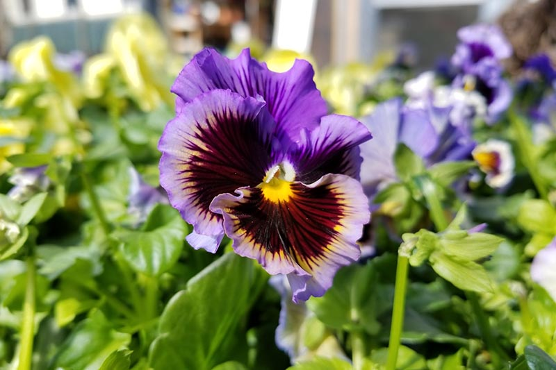 pansy by brick wall winter sun