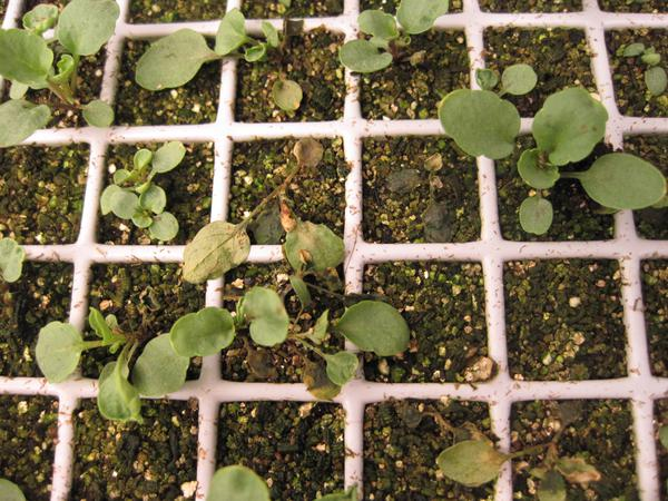 pansy seedlings damping off