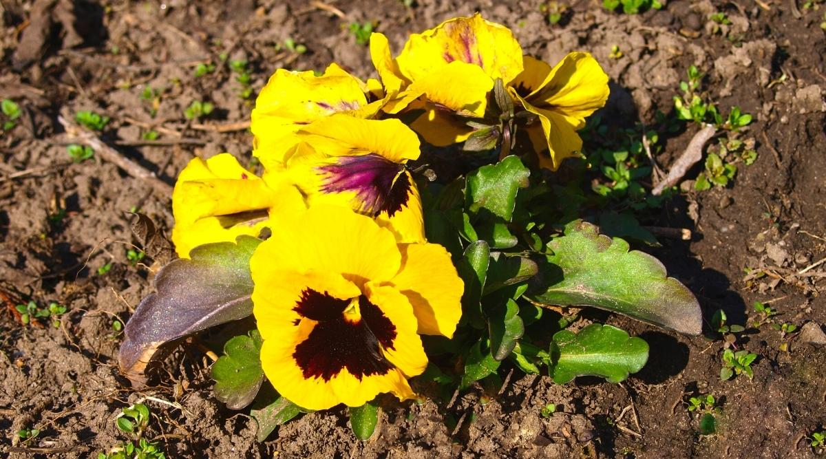 pansy root rot close-up