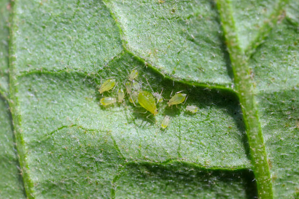 pansy aphids leaf underside