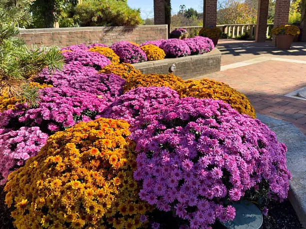 从一粒种子到春日花毯：三色堇秋播育苗与爆花定植Masterclass