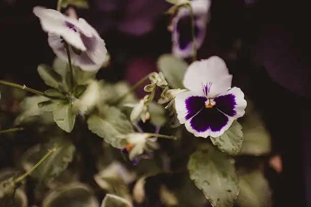 bumblebee on pansy flower