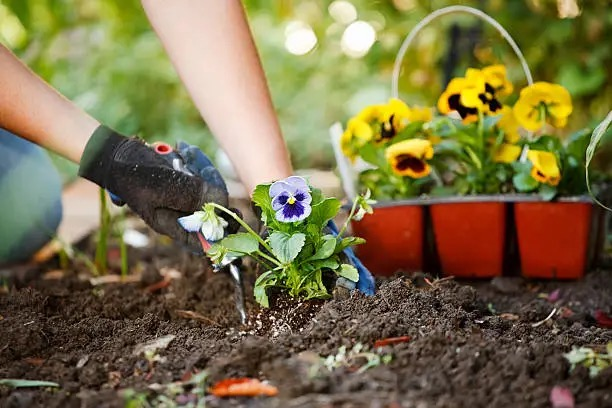 pansy container planting hands