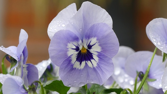 pansy window box with crocus