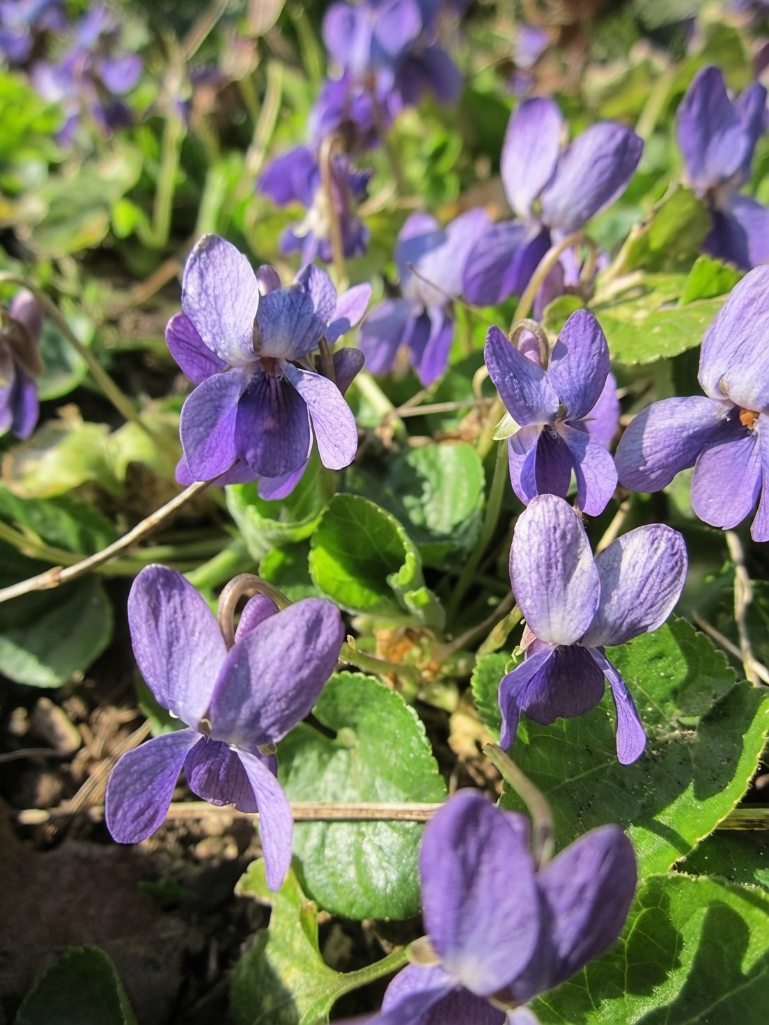 Violets in Distress? Beat Aphids, Mildew & the Sneaky Gall Midge—Fast!