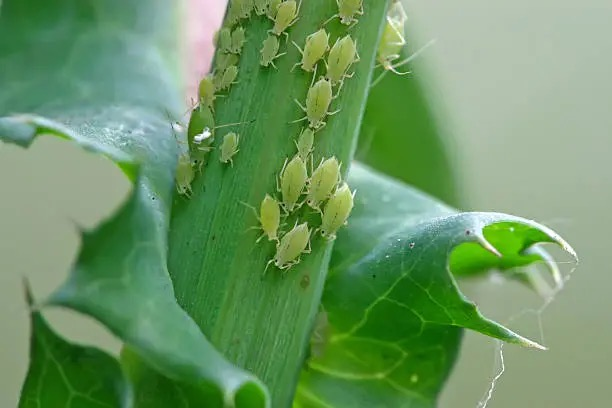 sweet violet aphids on buds
