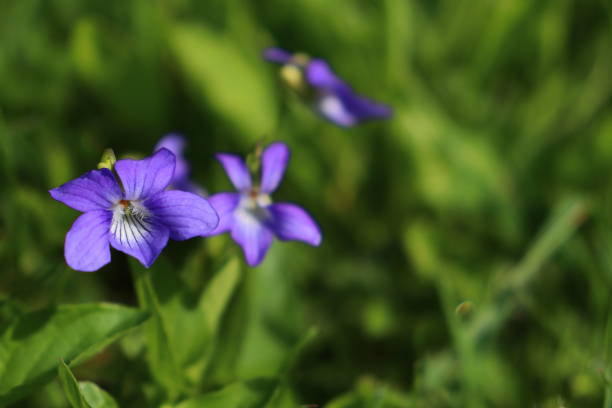 From Athenian Love Potions to Napoleon’s Lapel: The Wild Journey of Sweet Violet
