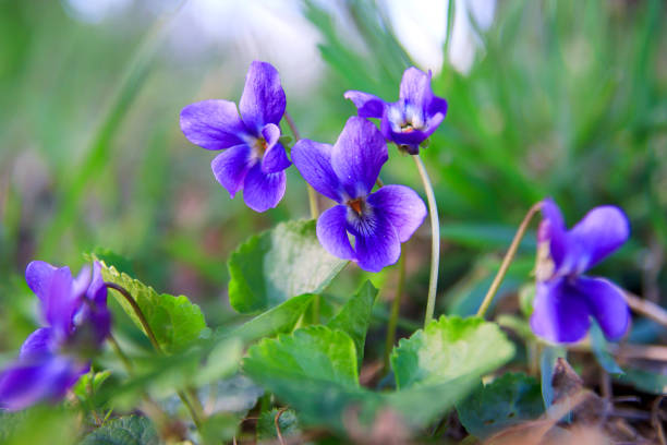 sweet violet groundcover under shrubs
