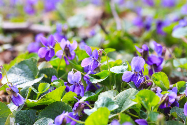 planting sweet violet in shade