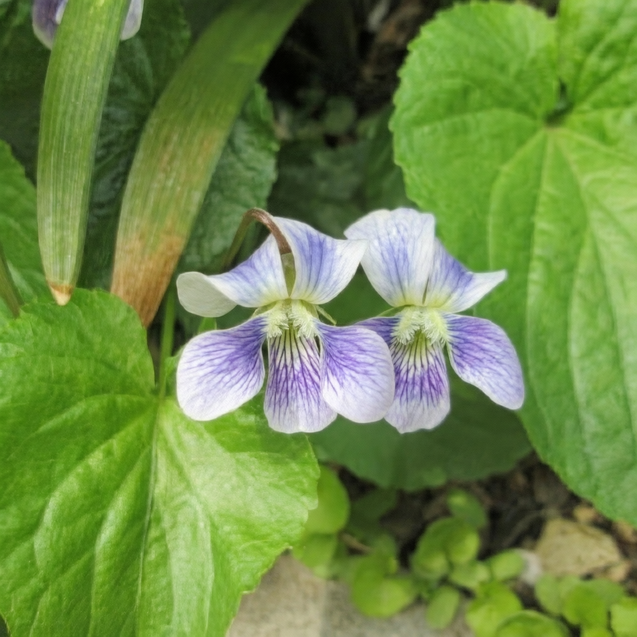 Modesty, Devotion, and a Secret Code: Decoding Sweet Violet’s Flower Language