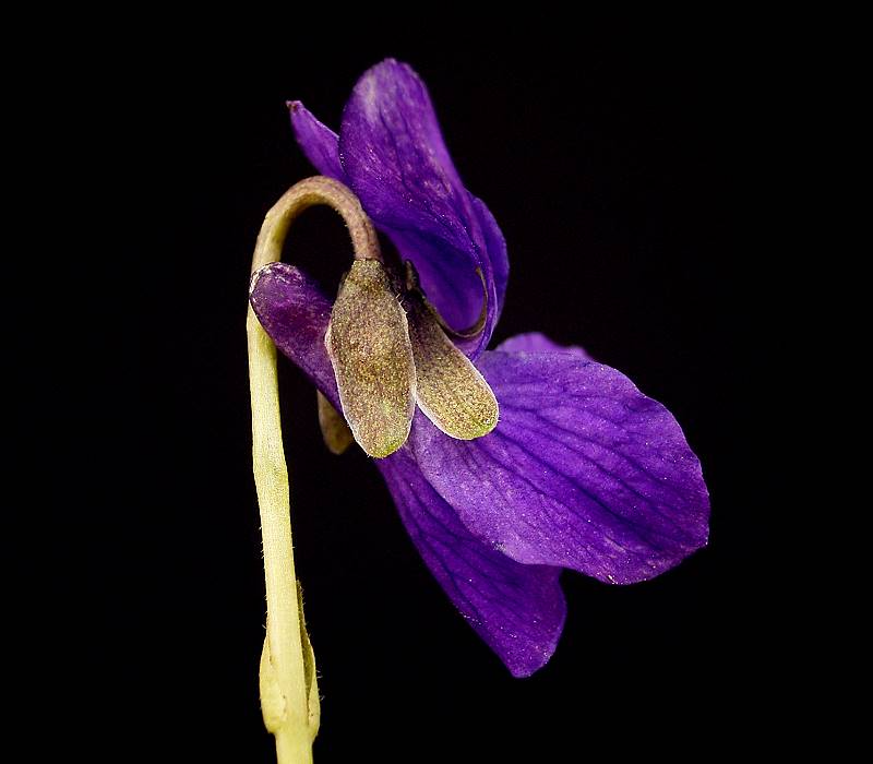 sweet violet greek garland wreath