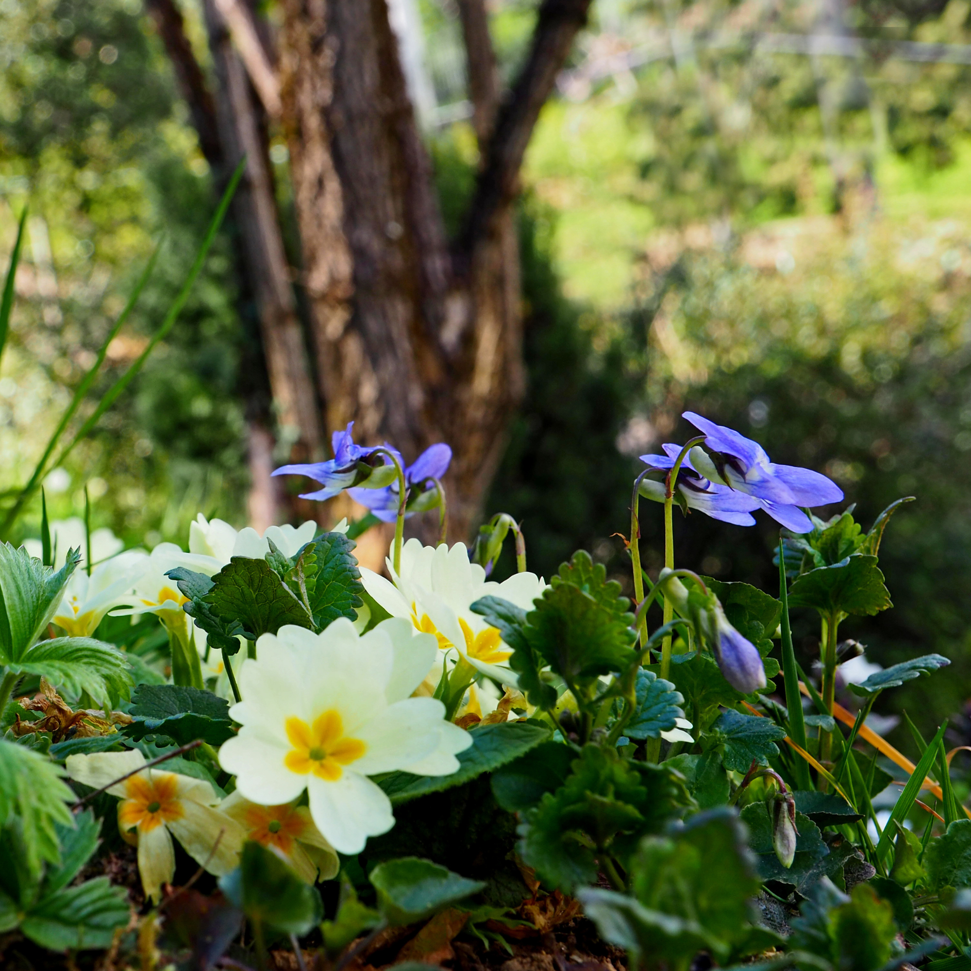 sweet violet under tree dappled light
