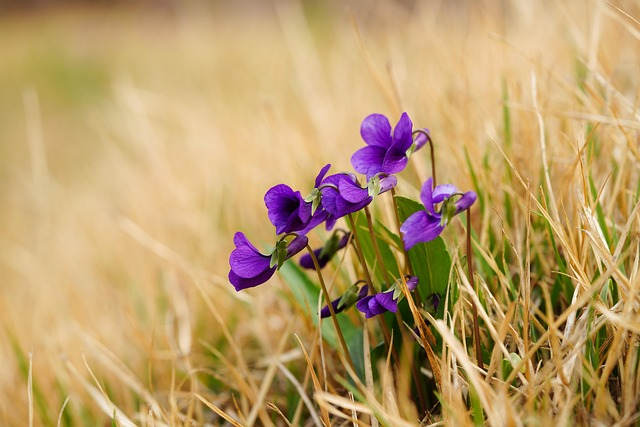sweet violet mulch close up