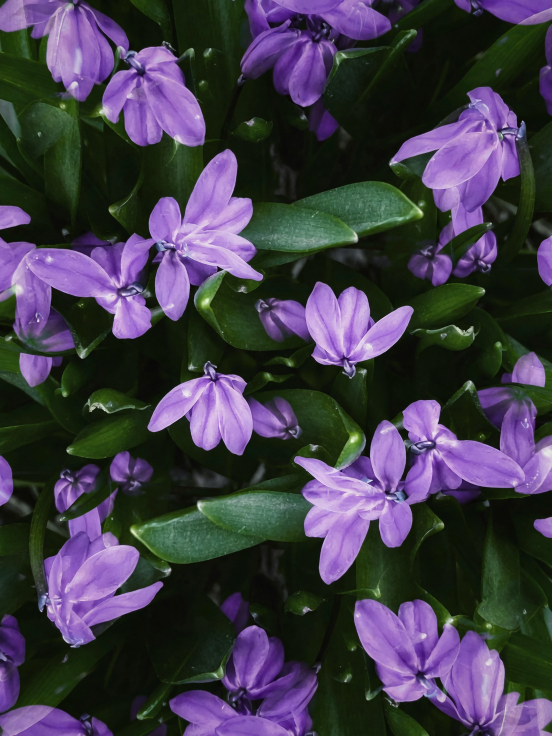 sweet violet containers bright shade