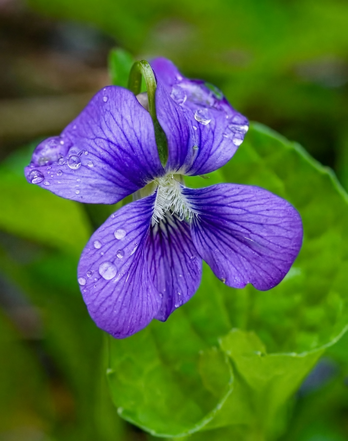 从希腊神话到维多利亚花园：香堇菜如何征服欧洲鼻尖？