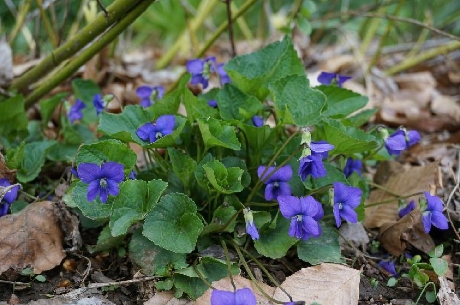 viola odorata groundcover under trees