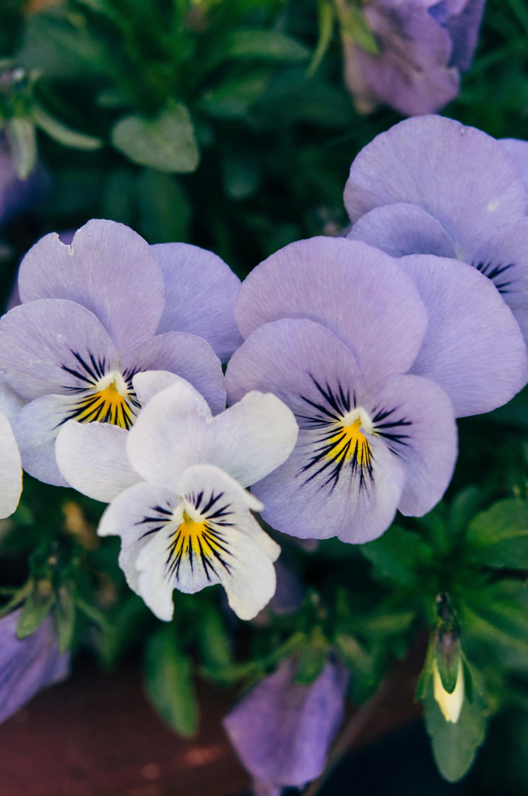 viola odorata wreath ancient banquet