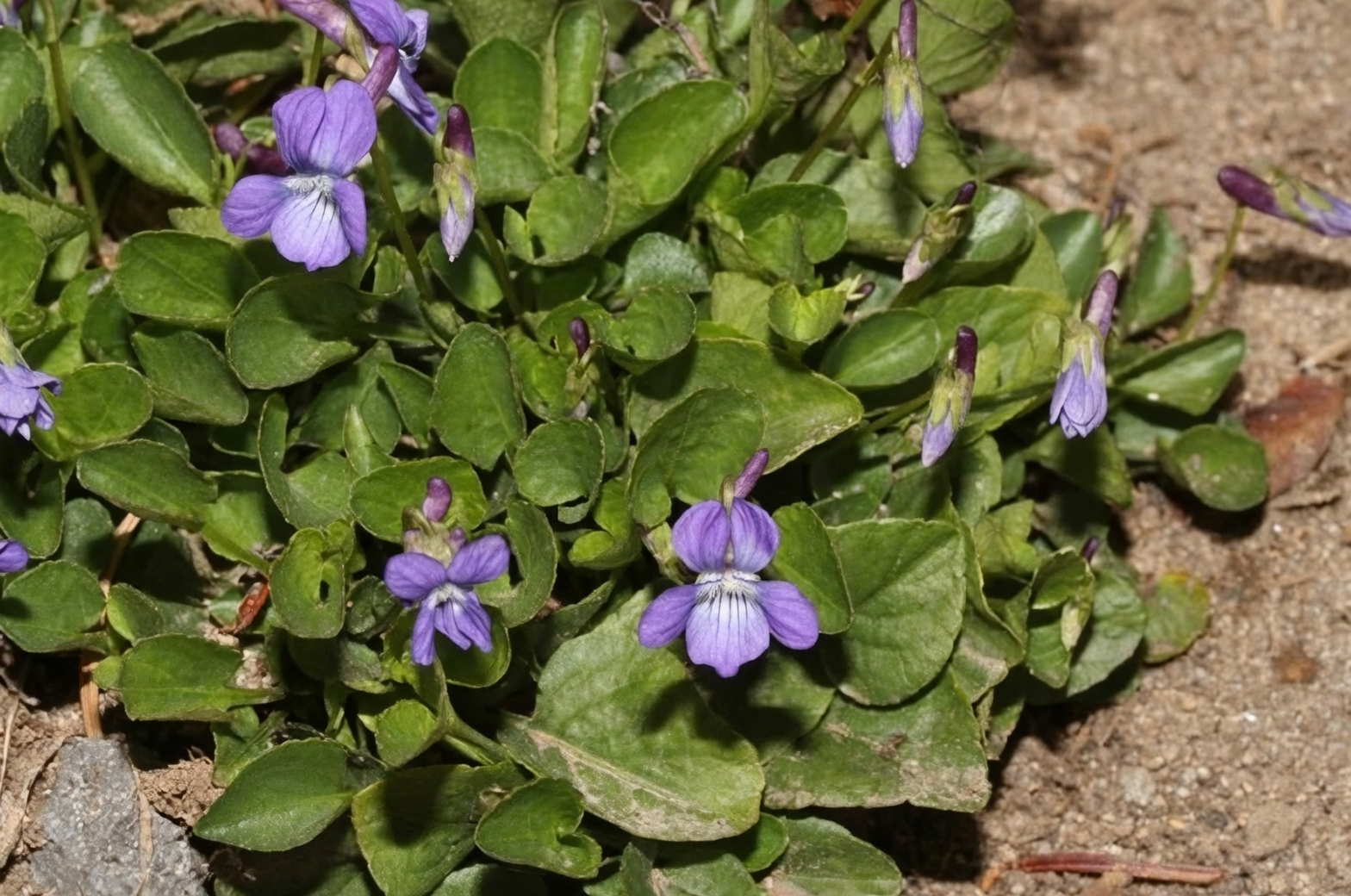 花语里的“谦逊与思念”从何而来？香堇菜的浪漫密码与文化流转