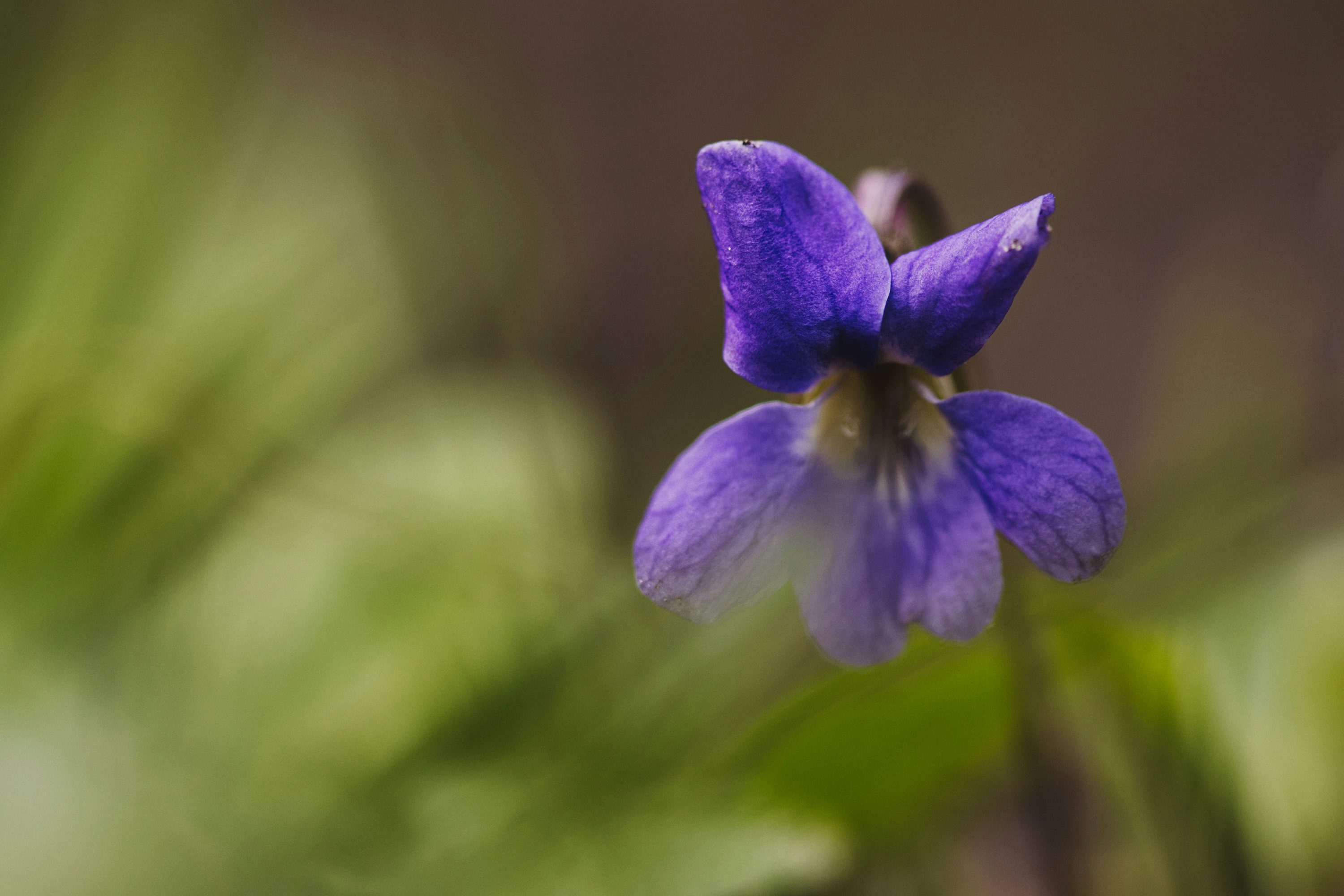 sweet violet flower close-up