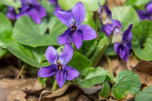 sweet violet flower close-up