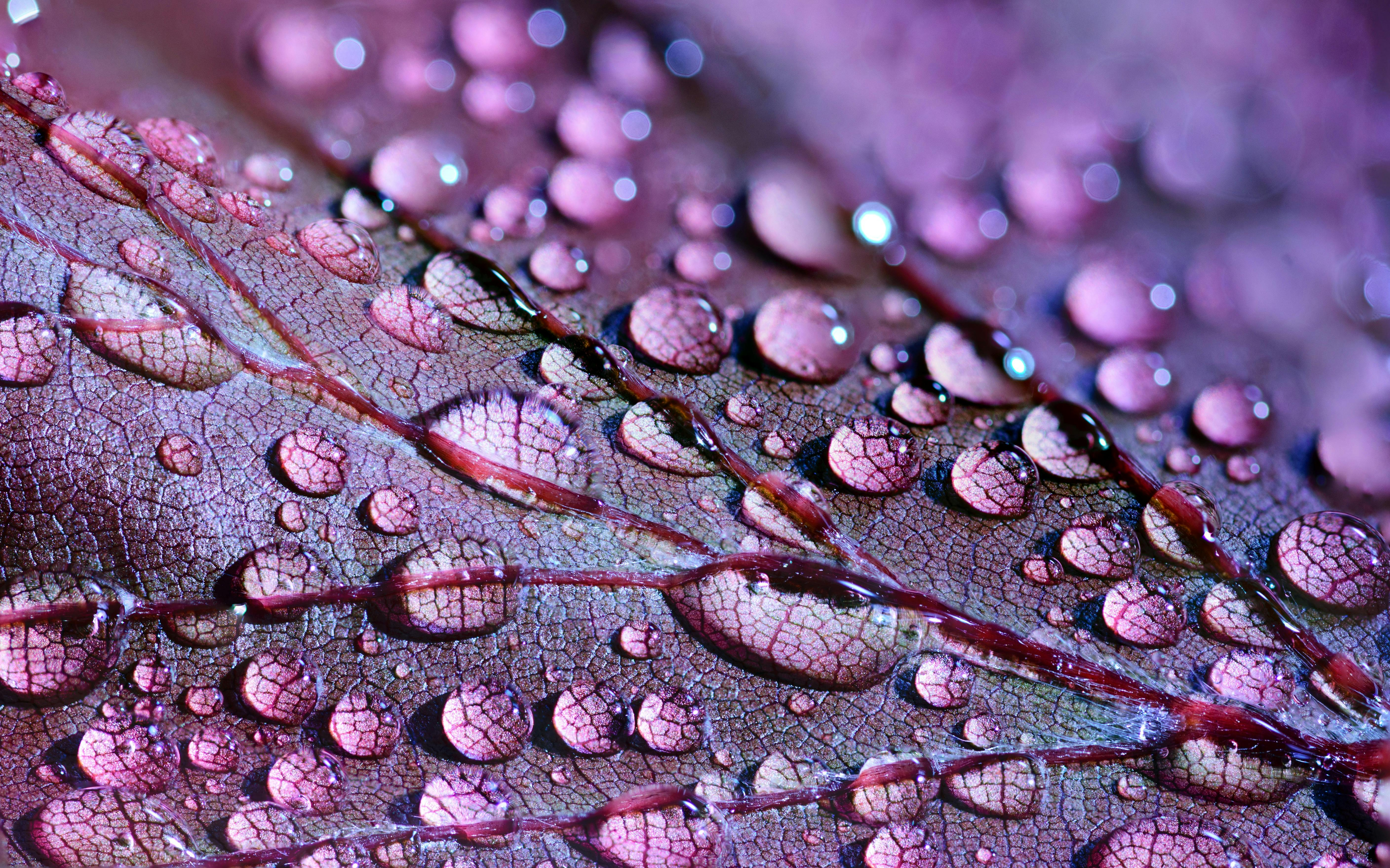 violet leaf dew close-up