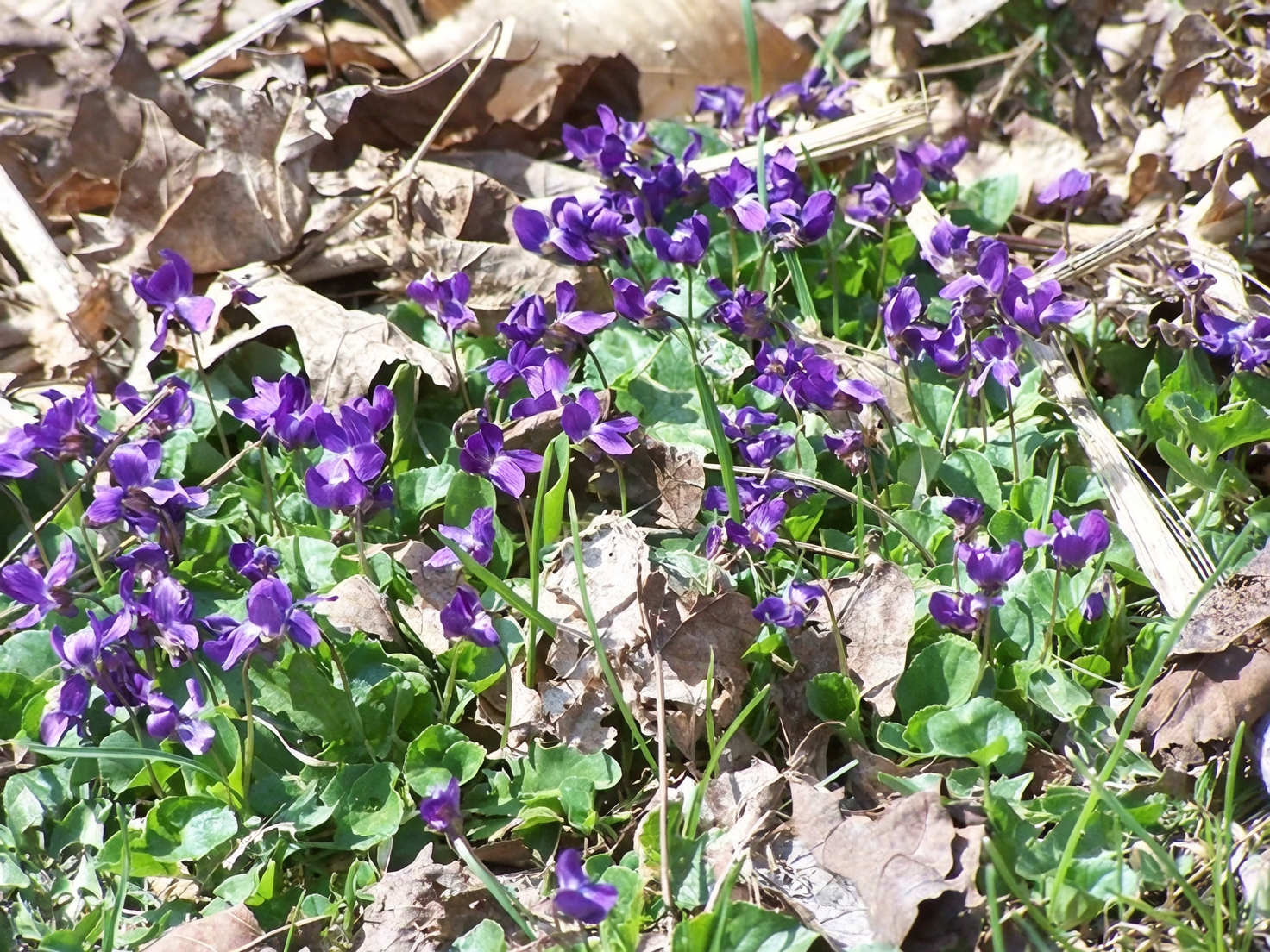 viola odorata shaded garden