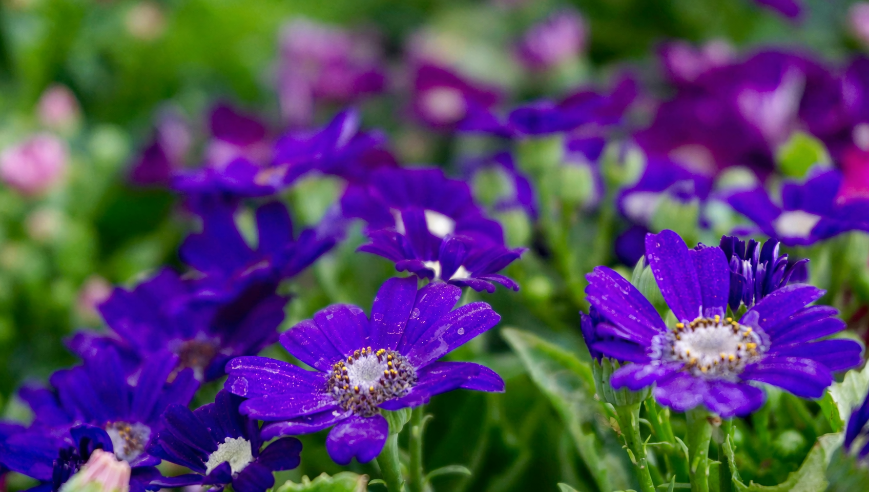 washing sweet violet flowers colander