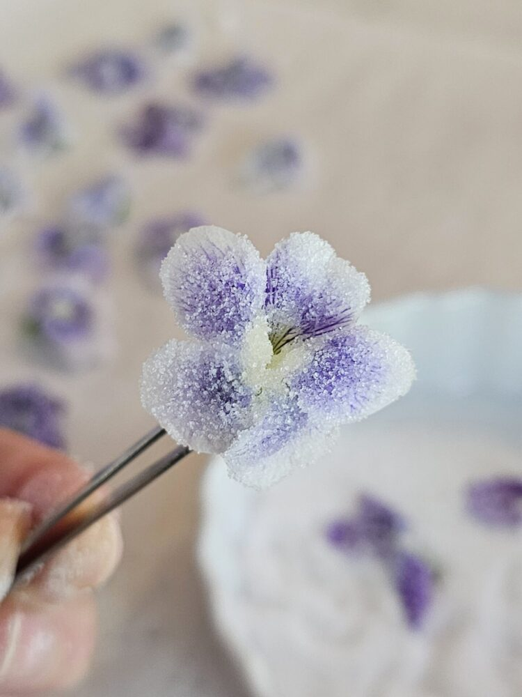 brushing egg white sweet violet petals