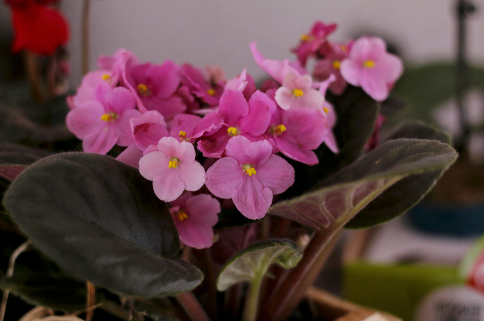 北向窗台也能香：香堇菜阳台盆栽的微气候调控术