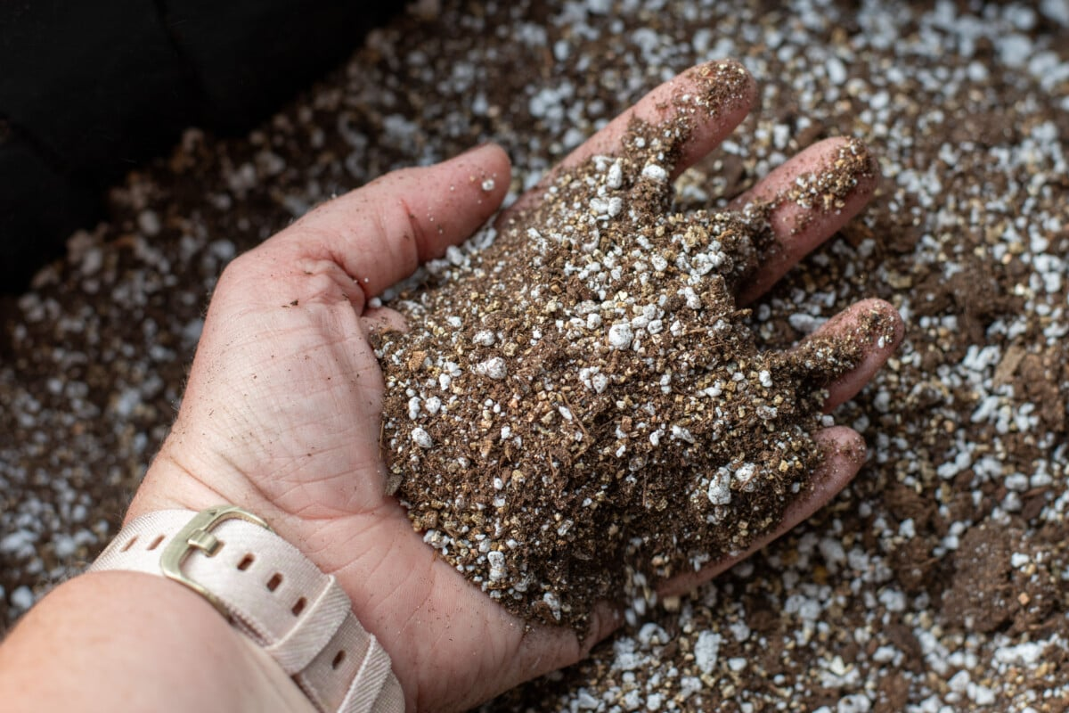 sweet violet potting mix hands