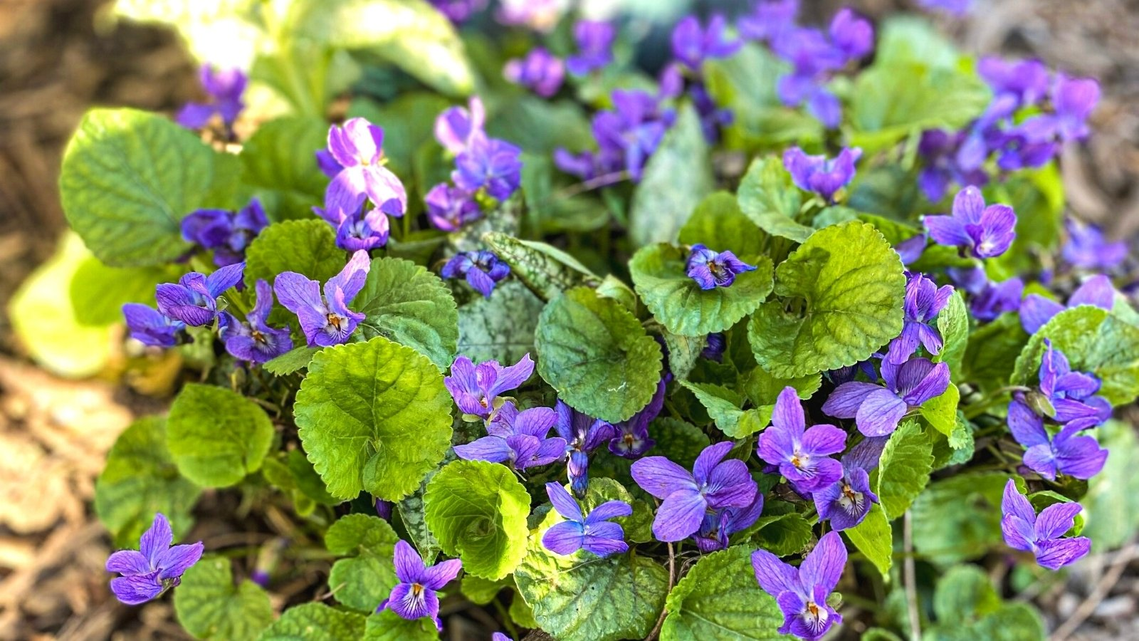sweet violet watering soil close-up