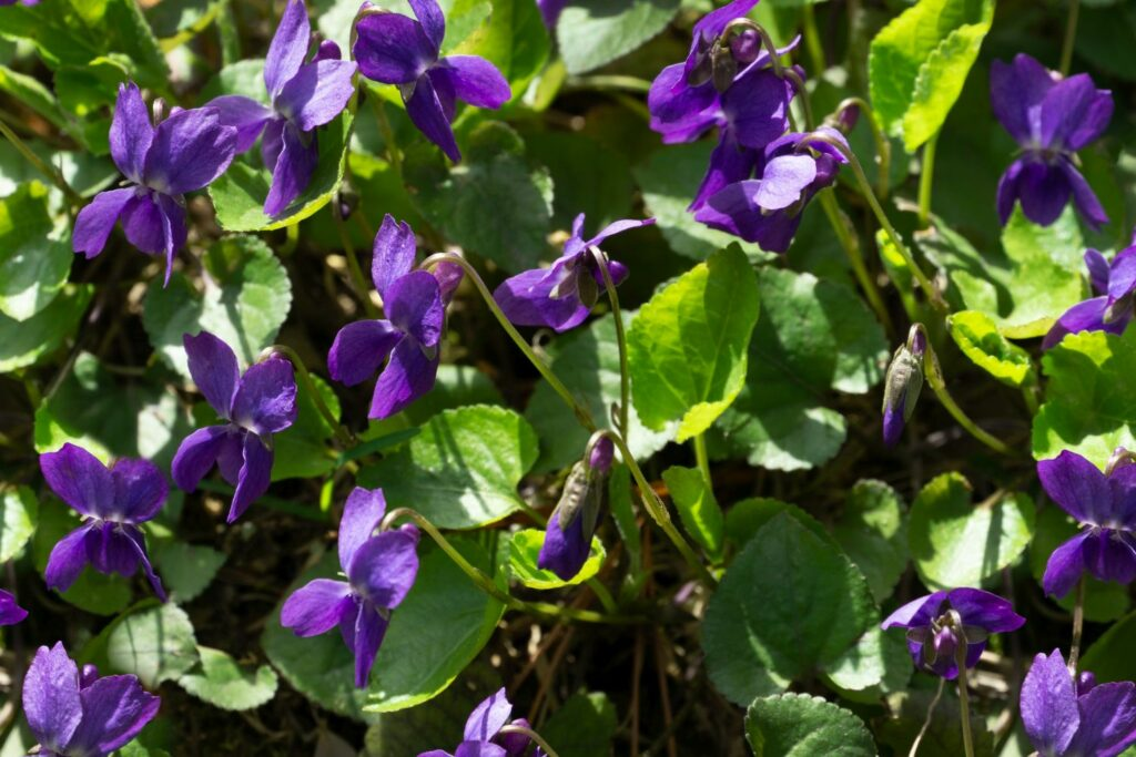 sweet violet mulch around crown
