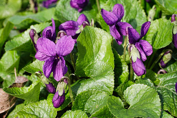 sweet violet autumn regrowth groundcover