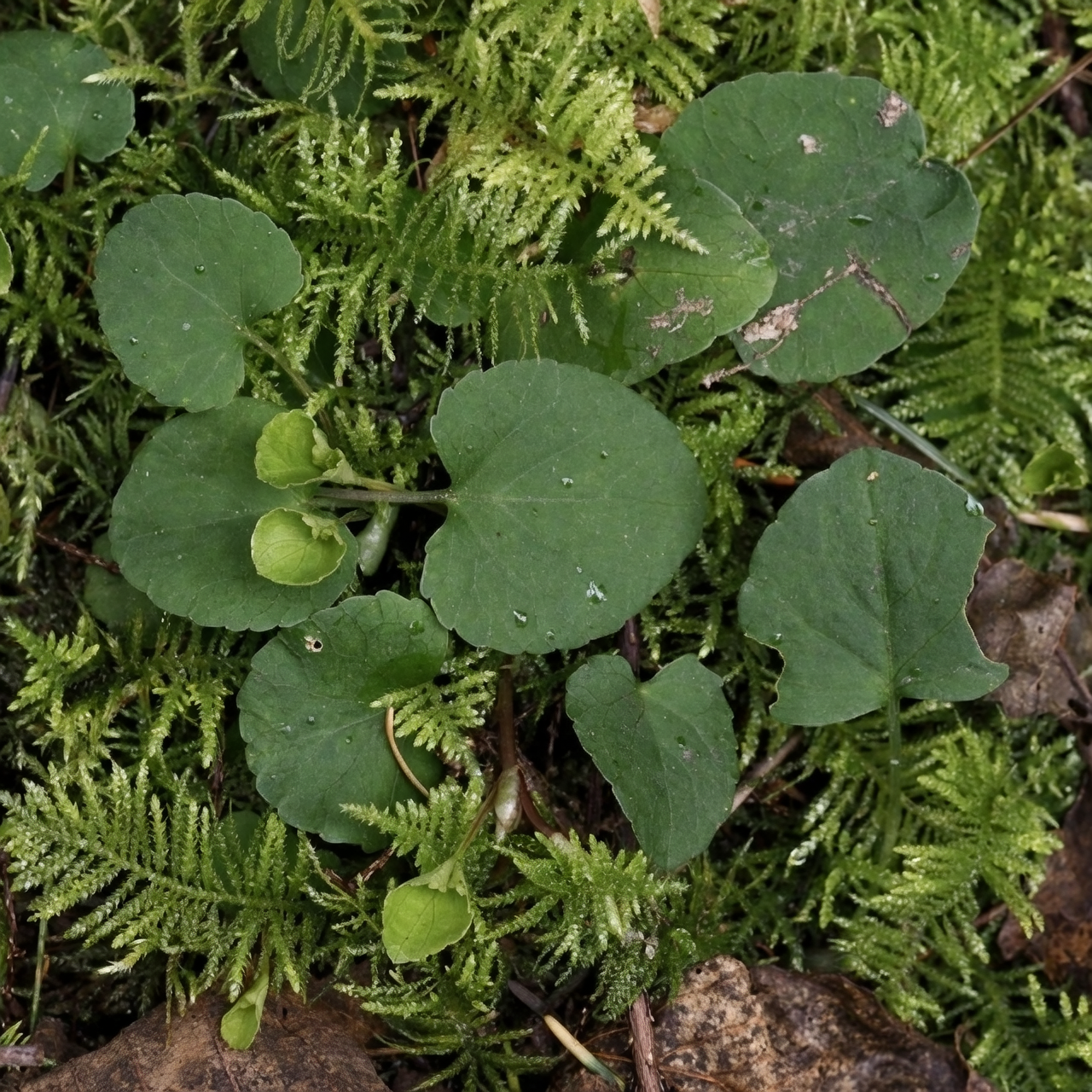 sweet violet stolons close-up