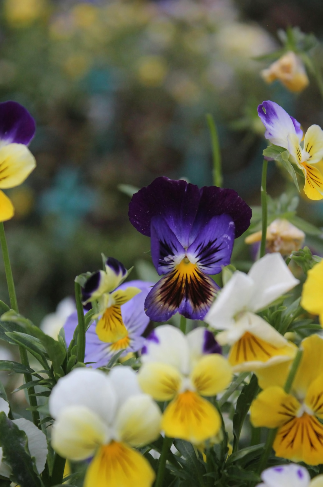 sweet violet and pansy flowers