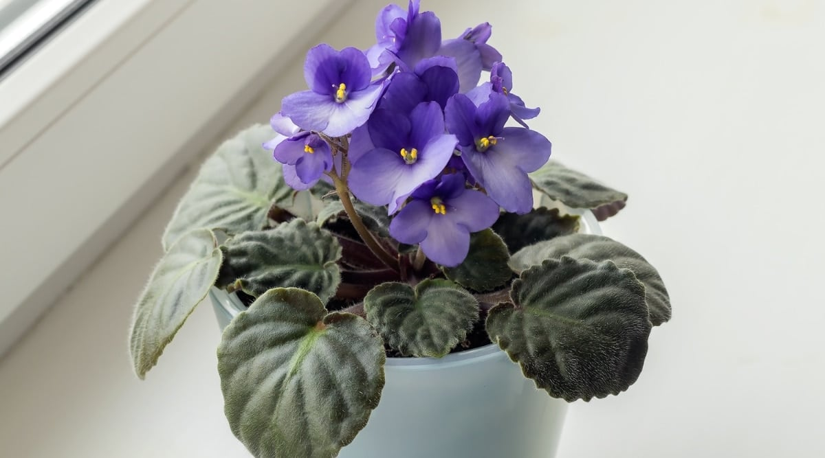 sweet violet windowsill indirect light