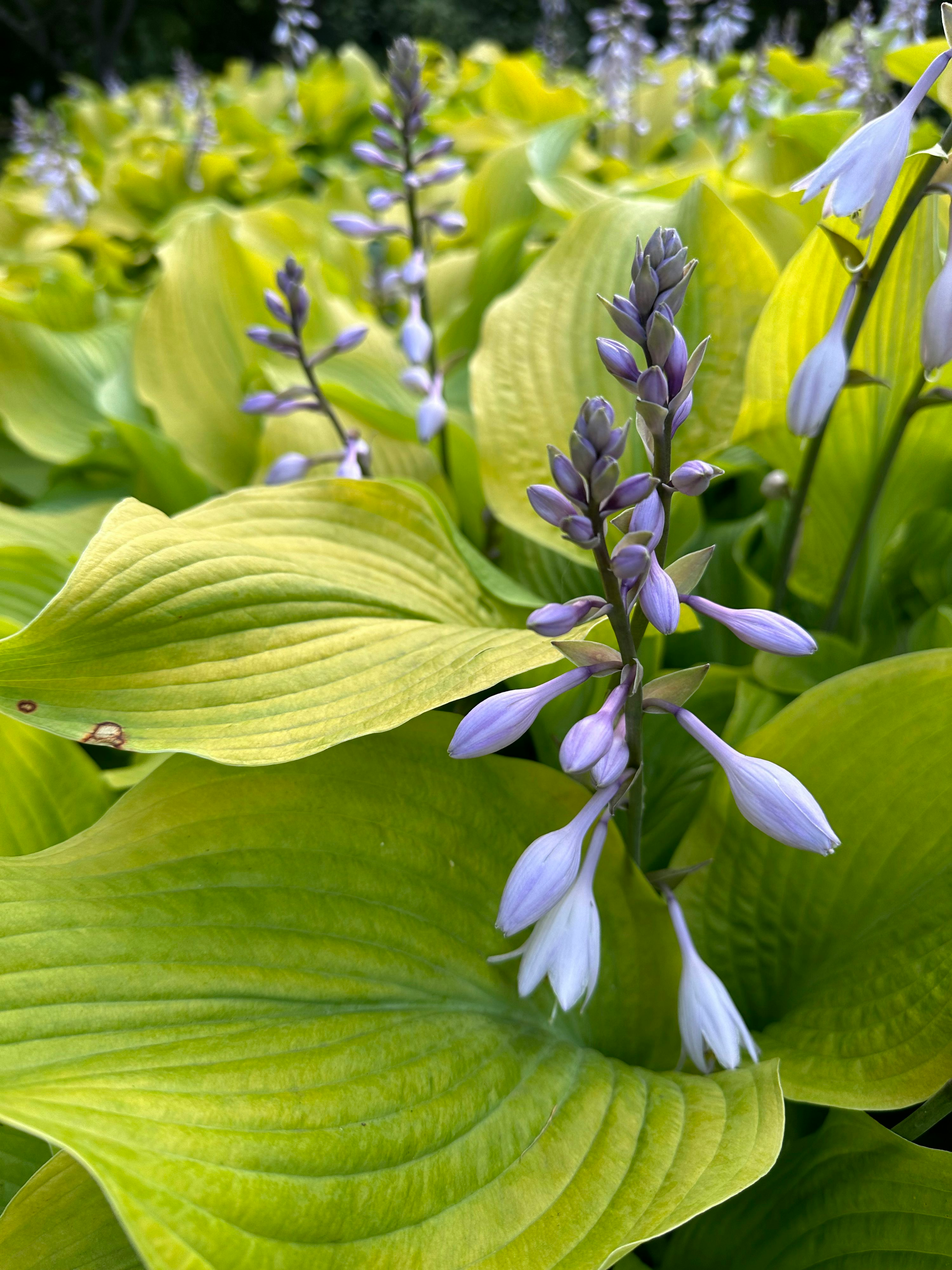 sweet violet underplanting with hosta
