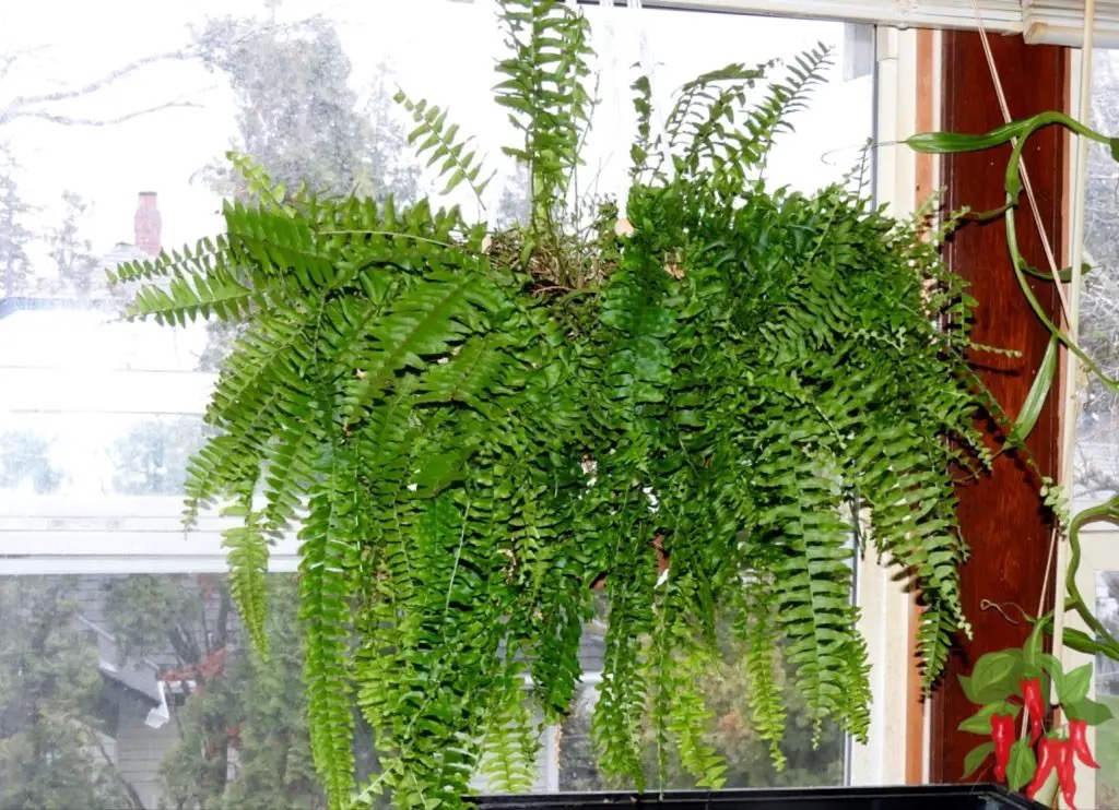 No More Crispy Tips: The Moisture & Humidity Playbook for Boston Ferns