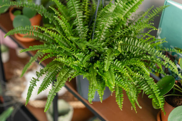 Boston fern pebble tray humidifier